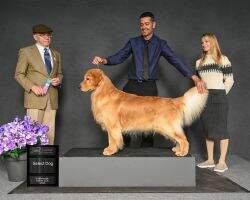 BBPIS CH. Maplehill N Fly Golden A Thousand Years