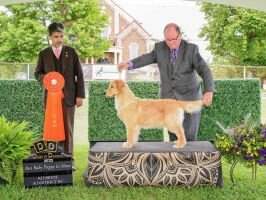 Maplehill N Fly Golden Stand By Me