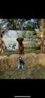 HR Bayou Bonnie's Golden Goose