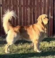Khal Wrigley Golden Boy