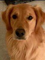 Turbo Golden Hunter