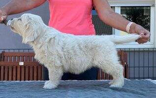 Sunquest's Real Crazy Ursel