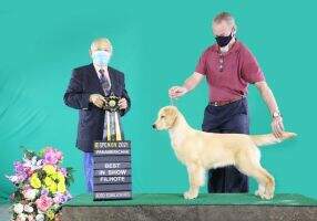 BRISTOL GOLDENS CHAMONIX