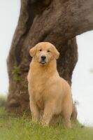BRISTOL GOLDENS DAPHINE