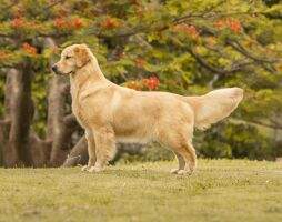 BRISTOL GOLDENS LILAS