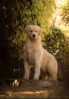 BRISTOL GOLDENS BULLET