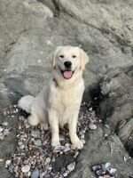 Brooklin Canine's Ever After