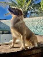 CHIOTS DOR TLK SARAFINA