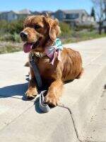 Sweet Like Brandy Wine CGCA TKN DM