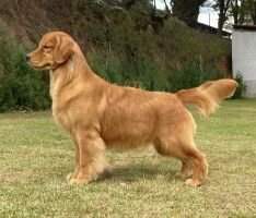 TWEEDMOUTH GOLDENS RAIN ON ME TWEEDMOUTH GOLDENS RAIN ON ME