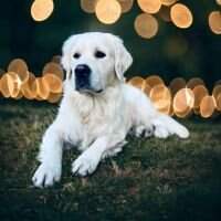 Falkor Nerverending Wings of Luck Falkor Nerverending Wings of Luck