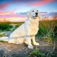 Lady Aspen Dru Lady Aspen Dru