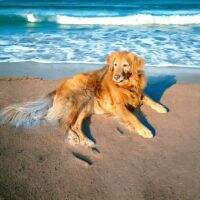 Princess Ella II