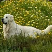 Tramin Maximus Of Cardosa Farms