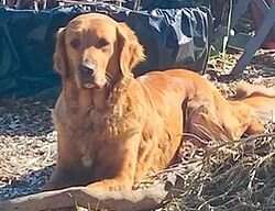 Redwood Golden Sadie Mae Redwood Golden Sadie Mae