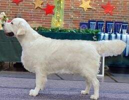 Silver Passion IT'S MY KOH - I - NOOR DIAMOND Best Baby 2 JCAC 1JBOB Walldürn´24 Weihnachtsjugendsieger´24 GRC