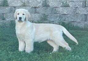 Bellenous's Eleanor Rigby SWA