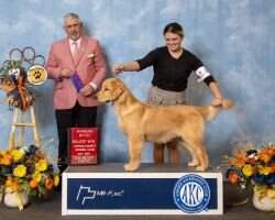 24k Retrievers Home Sweet Home POA DN HDN TKN MBOSS
