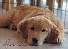 BPIS.CH. Goldpaw imagine the perfect life