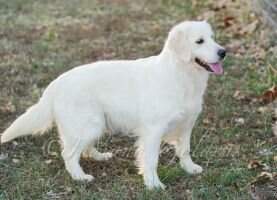 Indiana Goldens Snowbelle In Bloom