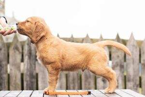 QUAG'S QUINTESSENCE Loyal Gold