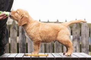QUIZZICAL QUIRCK Loyal Gold