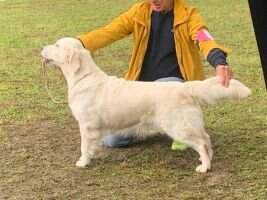 Tobsy of Barcadi Goldens