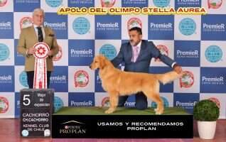 Apolo del Olimpo Stella Aurea