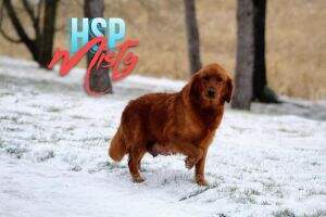 Hsp Misty