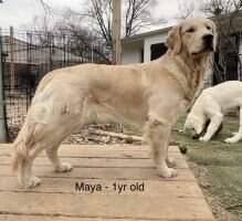 Dream Goldens Plans For Maya At IGR