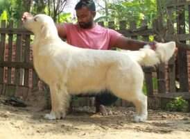 Mishka Mishka