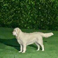 Duchess Of Cardosa Farms