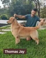 Fly Golden Thomas Jay