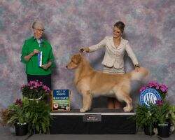 Monark's Five Goldens Ring Monark's Five Goldens Ring
