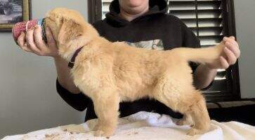 Golden Leash Bindi