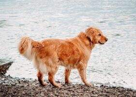 Bailey, My Golden Girl