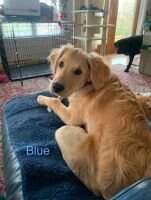 Windisch's Nellie Thyme Blue