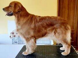 LEONGOLDEN EVER SINCE I MET YOU