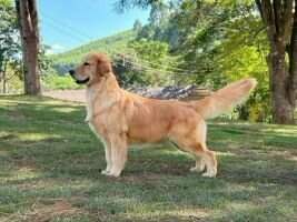 TWEEDMOUTH GOLDENS CHATEAU MARGAUX