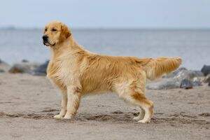 Cooper Junior de Ria Vela