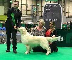 Little Violet's Unrivalled With Ria Vela MW'18, CC Crufts'17, RCC Crufts'18 Little Violet's Unrivalled With Ria Vela MW'18, CC Crufts'17, RCC Crufts'18