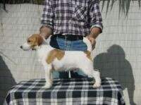Xico de Alterrial