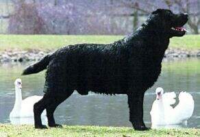 Dickendalls Ruffy