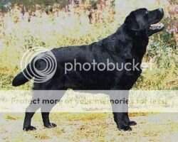 NORD NL CH Trendmaker's Tycoon NORD NL CH Trendmaker's Tycoon