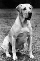 Lakeridge's Charlemagne