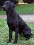 FTCh Willowyck Ruff