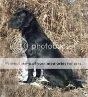 FTCh Pocklea Remus