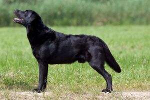 Woodquarter Gundogs' Angus