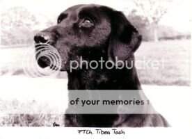 GB FTCh Tibea Tosh GB FTCh Tibea Tosh
