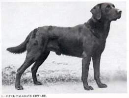 FTCh Palgrave Edward